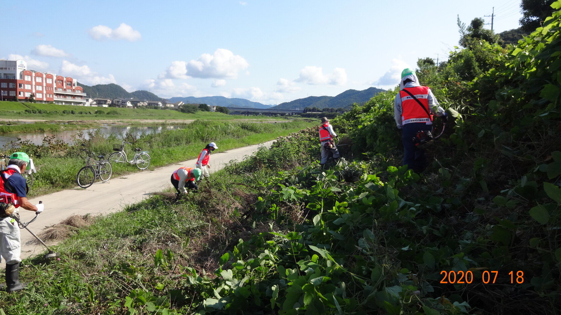 姫路市蝶【ジャコウアゲハ】の食草ウマノスズクサの下草を整備