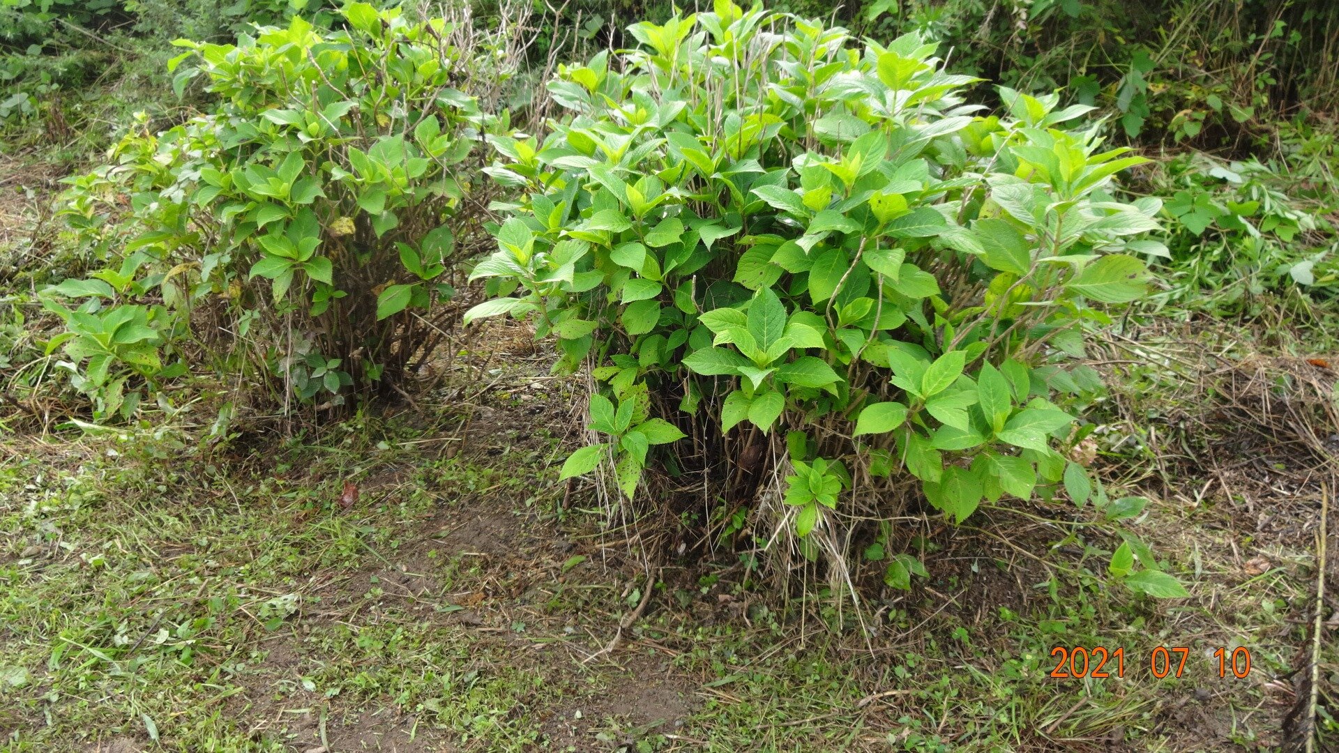 アジサイの周りに、姫路市の【市 蝶】ジャコウアゲハの食草 ウマノスズクサを植栽作業しましたが、雑草とウマノスズクサ混在。周囲を整備しました。